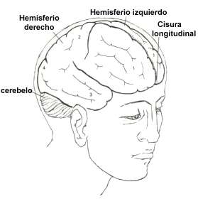 anatomcer2.jpg